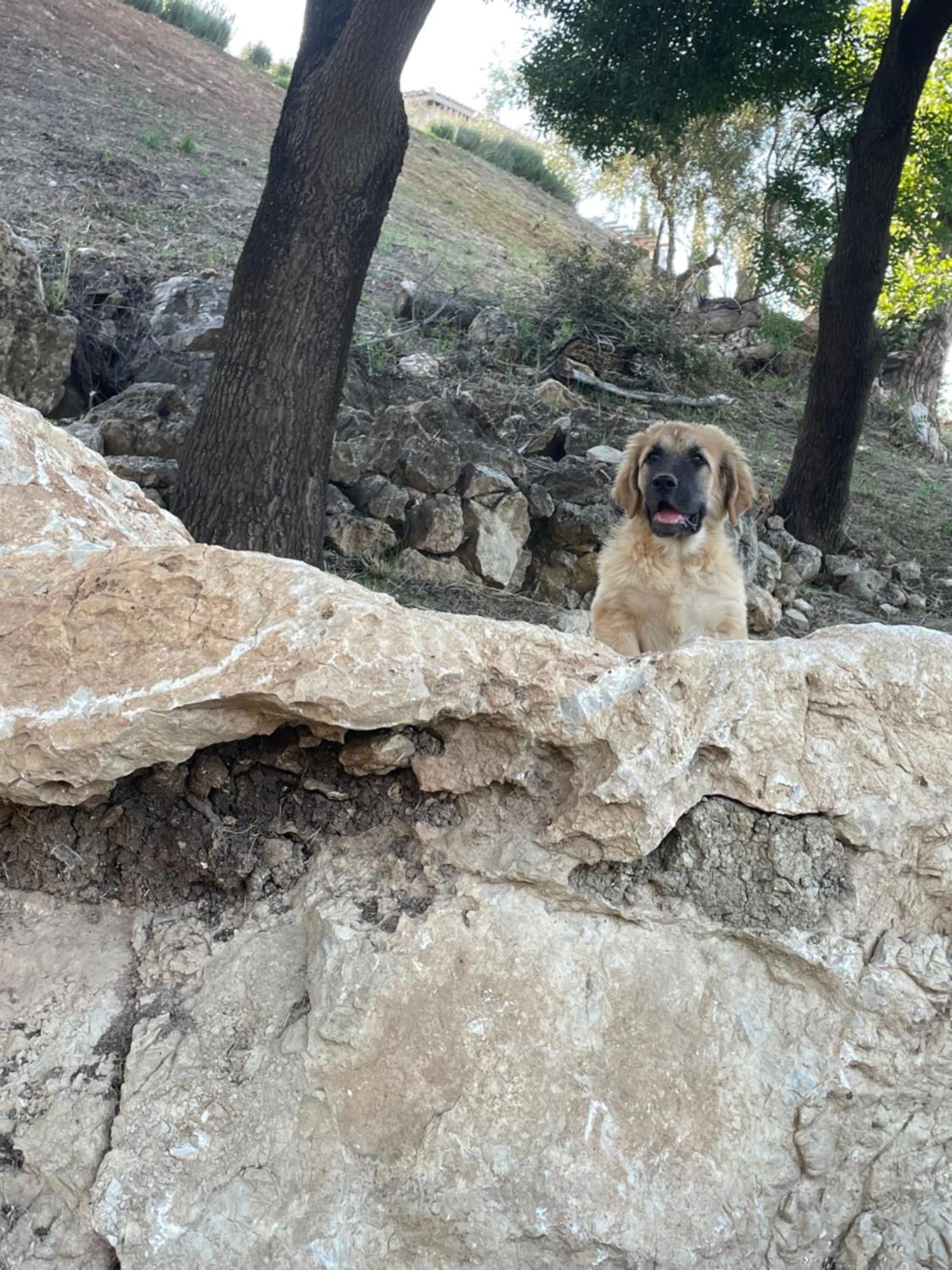 Cortijo Rancho Verde Colmenar Eksteriør bilde